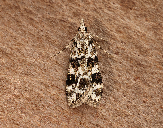 63.072 BF1343 Eudonia delunella