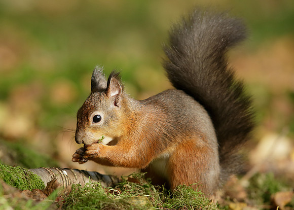 Red Squirrel Sciurus vulgaris