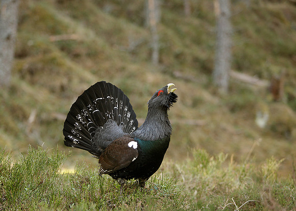 Capercaillie Tetrao urogallus