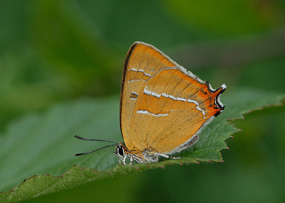 Brown Hairstreak Thecla betulae
