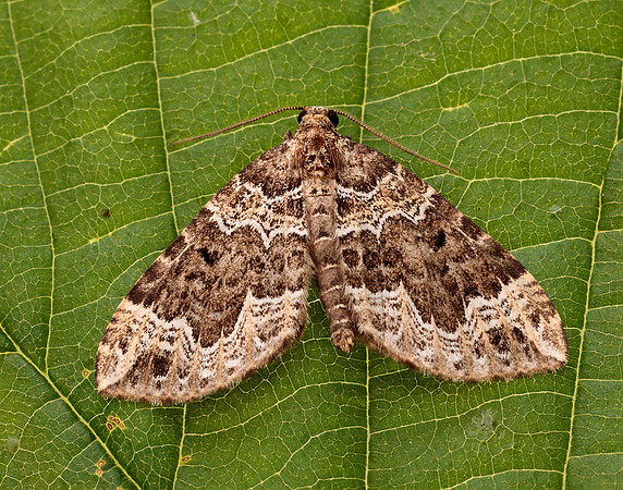 70.104 BF1751 Devon Carpet Lampropteryx otregiata