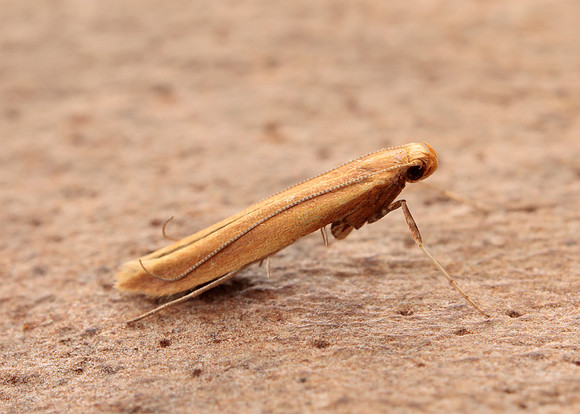 15.004 BF282 Caloptilia elongella