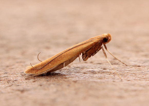 15.004 BF282 Caloptilia elongella