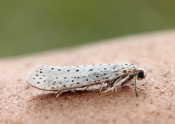 16.001 BF424 Bird-cherry Ermine Yponomeuta evonymella
