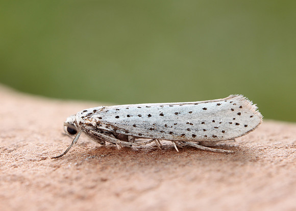 16.001 BF424 Bird-cherry Ermine Yponomeuta evonymella