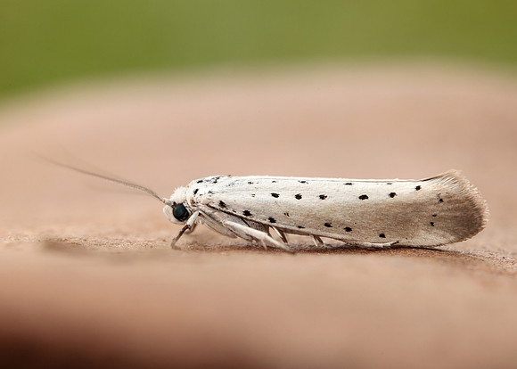 16.005 BF428 Willow Ermine Yponomeuta rorrella