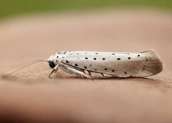 16.005 BF428 Willow Ermine Yponomeuta rorrella