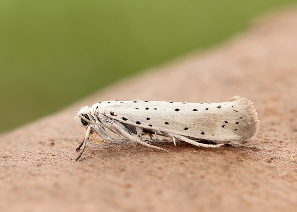 16.005 BF428 Willow Ermine Yponomeuta rorrella
