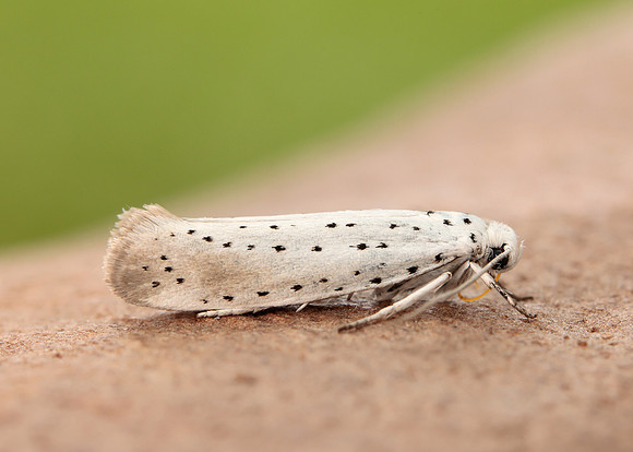 16.005 BF428 Willow Ermine Yponomeuta rorrella
