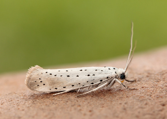 16.005 BF428 Willow Ermine Yponomeuta rorrella