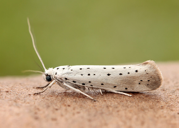 16.005 BF428 Willow Ermine Yponomeuta rorrella