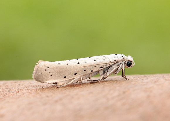 16.005 BF428 Willow Ermine Yponomeuta rorrella