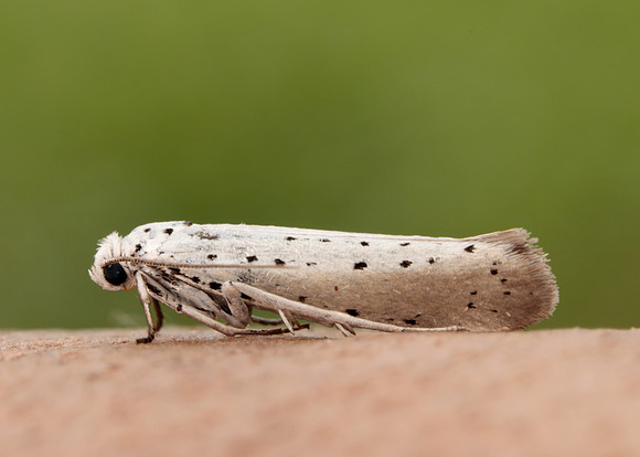 16.005 BF428 Willow Ermine Yponomeuta rorrella