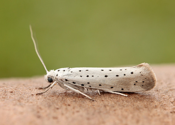 16.005 BF428 Willow Ermine Yponomeuta rorrella