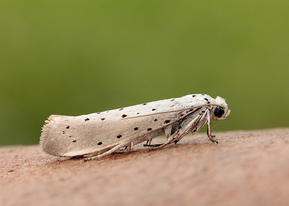 16.005 BF428 Willow Ermine Yponomeuta rorrella