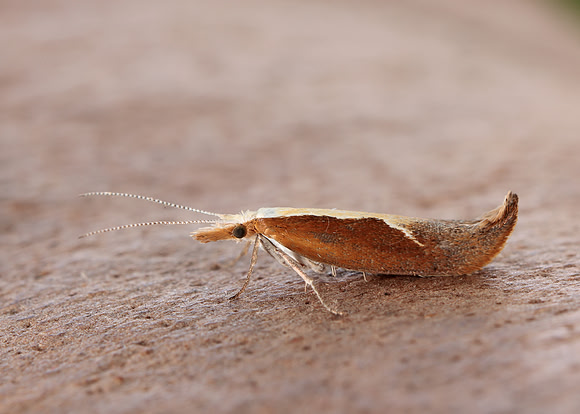 17.003 BF453 Honeysuckle Moth Ypsolopha dentella