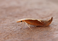 17.003 BF453 Honeysuckle Moth Ypsolopha dentella