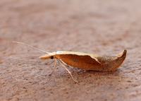17.003 BF453 Honeysuckle Moth Ypsolopha dentella