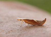 17.003 BF453 Honeysuckle Moth Ypsolopha dentella