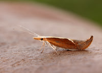 17.003 BF453 Honeysuckle Moth Ypsolopha dentella
