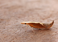 17.003 BF453 Honeysuckle Moth Ypsolopha dentella