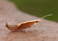 17.003 BF453 Honeysuckle Moth Ypsolopha dentella