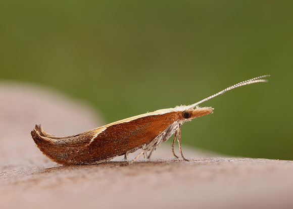 17.003 BF453 Honeysuckle Moth Ypsolopha dentella