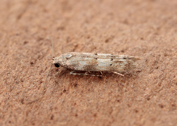 35.159 BF760 Exoteleia dodecella
