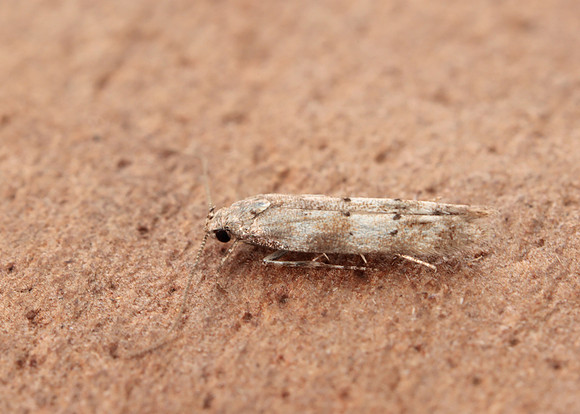 35.159 BF760 Exoteleia dodecella