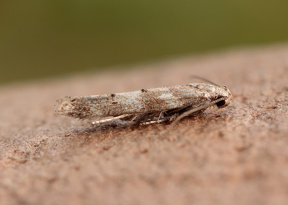 35.159 BF760 Exoteleia dodecella