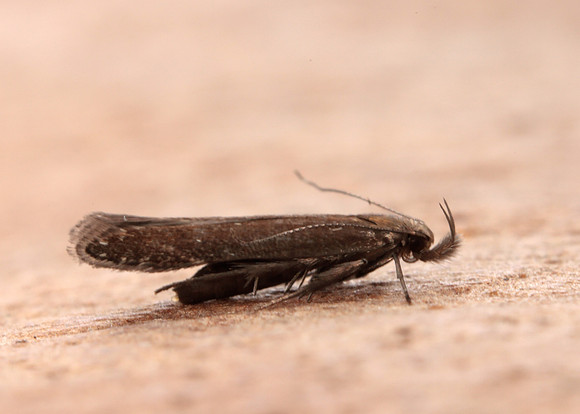 35.065 BF728 Monochroa cytisella