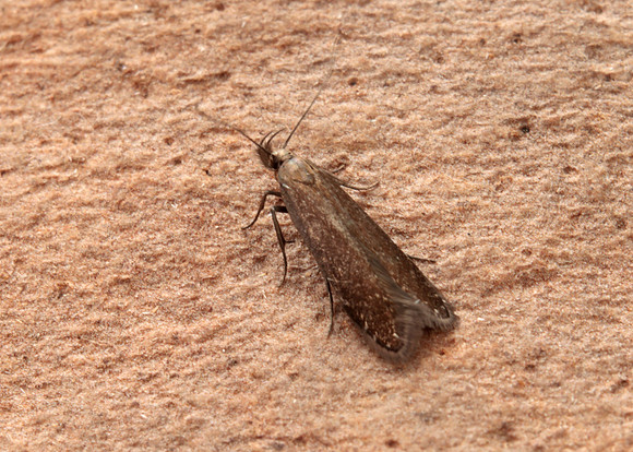 35.065 BF728 Monochroa cytisella