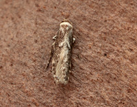 41.002 BF873 Blastobasis adustella