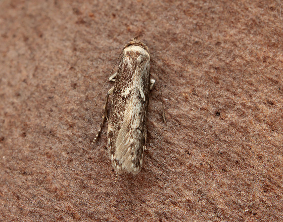 41.002 BF873 Blastobasis adustella