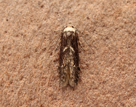 41.002 BF873 Blastobasis adustella