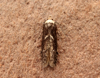 41.002 BF873 Blastobasis adustella