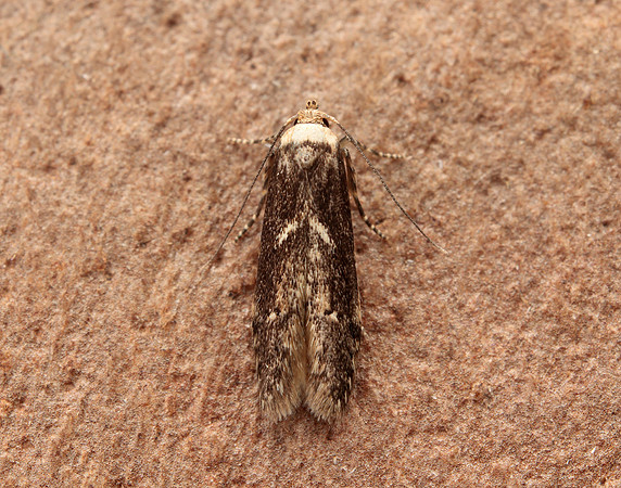 41.002 BF873 Blastobasis adustella