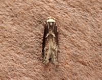 41.002 BF873 Blastobasis adustella