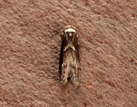 41.002 BF873 Blastobasis adustella
