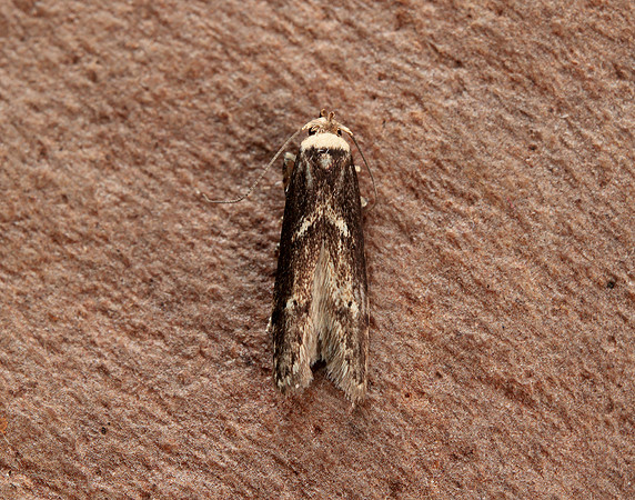 41.002 BF873 Blastobasis adustella