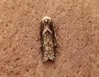 41.002 BF873 Blastobasis adustella