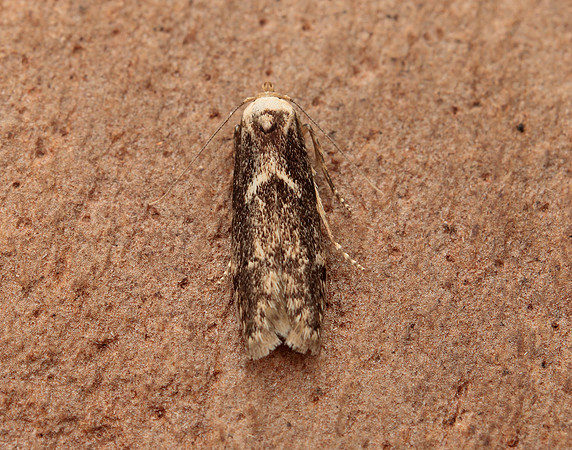 41.002 BF873 Blastobasis adustella