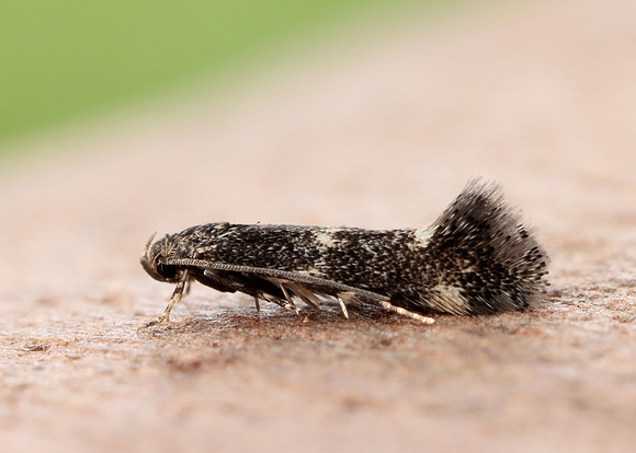 38.025 BF597 Elachista atricomella