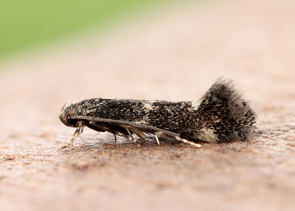 38.025 BF597 Elachista atricomella