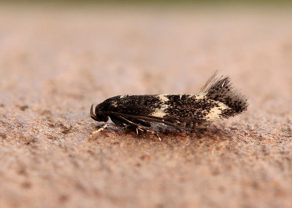 38.025 BF597 Elachista atricomella