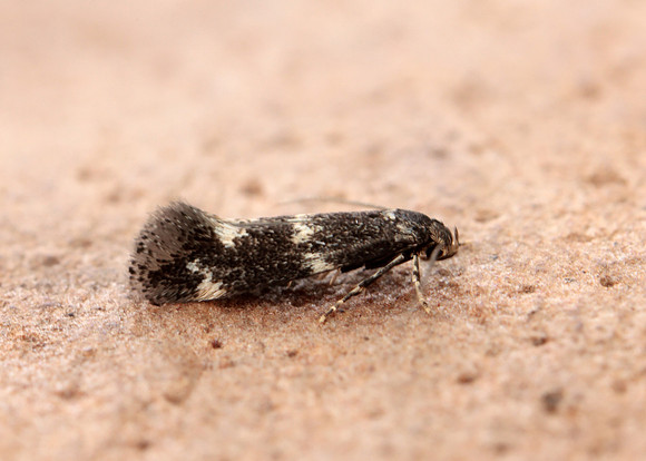 38.025 BF597 Elachista atricomella