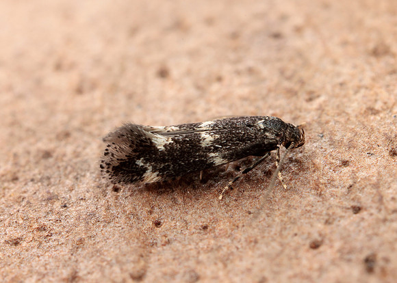 38.025 BF597 Elachista atricomella