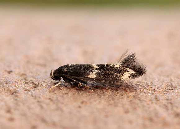 38.025 BF597 Elachista atricomella