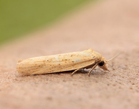 49.057 BF1016 Cnephasia longana