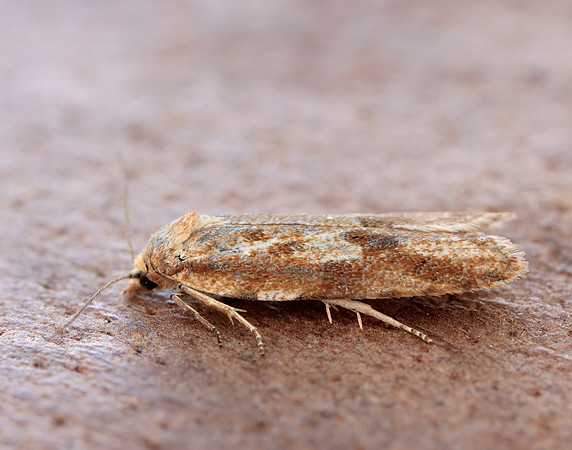 49.057 BF1016 Cnephasia longana